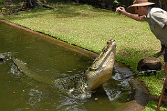 0077 Cairns Tropical Zoo